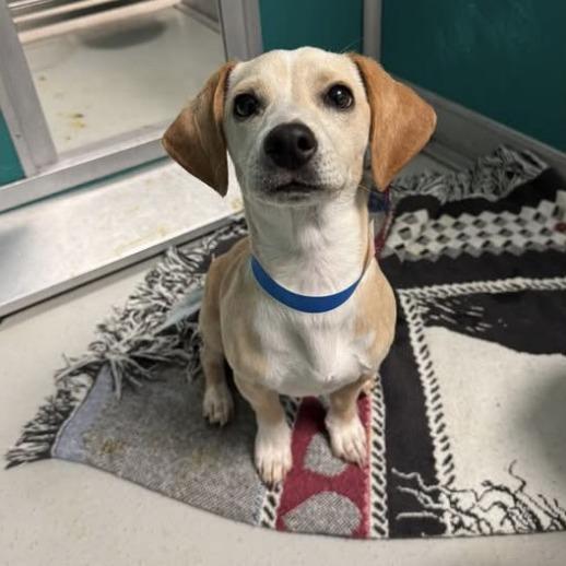 Shiloh C-34342, Adoptable, Puppy Male Dachshund & Mixed Breed.