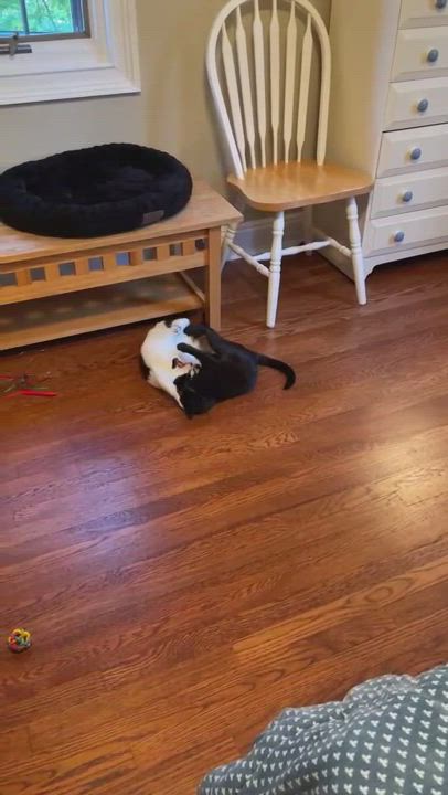 Enlarge   Alfie , a Adopted mixed breed in East Elmhurst, NY video 6/12