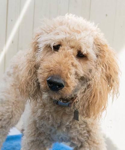 Enlarge Rin, an adopted mixed breed in Encinitas, CA image 1/1