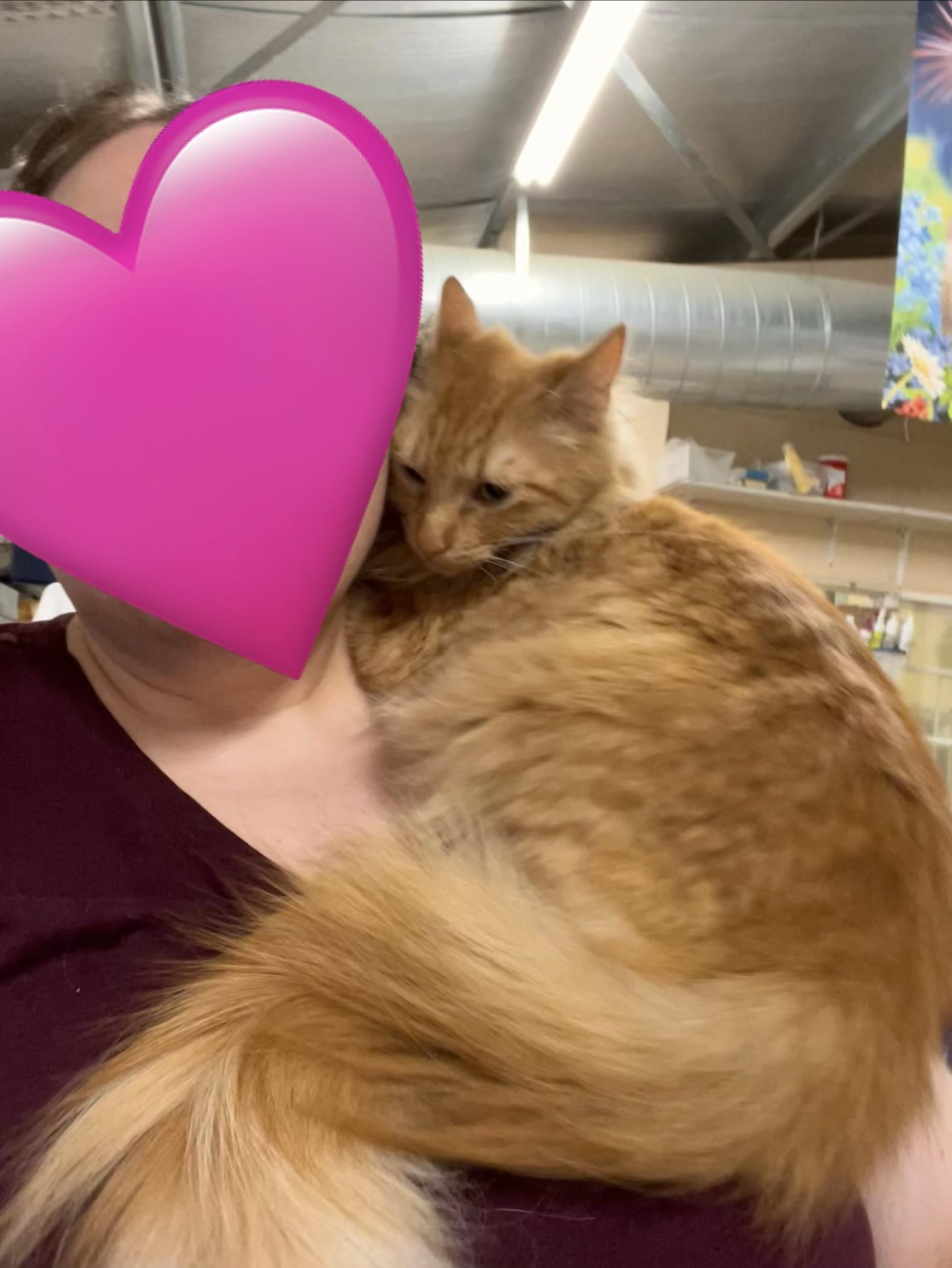 Enlarge Spice, a ADOPTABLE Domestic Medium Hair in Sherwood, OR image 3/6
