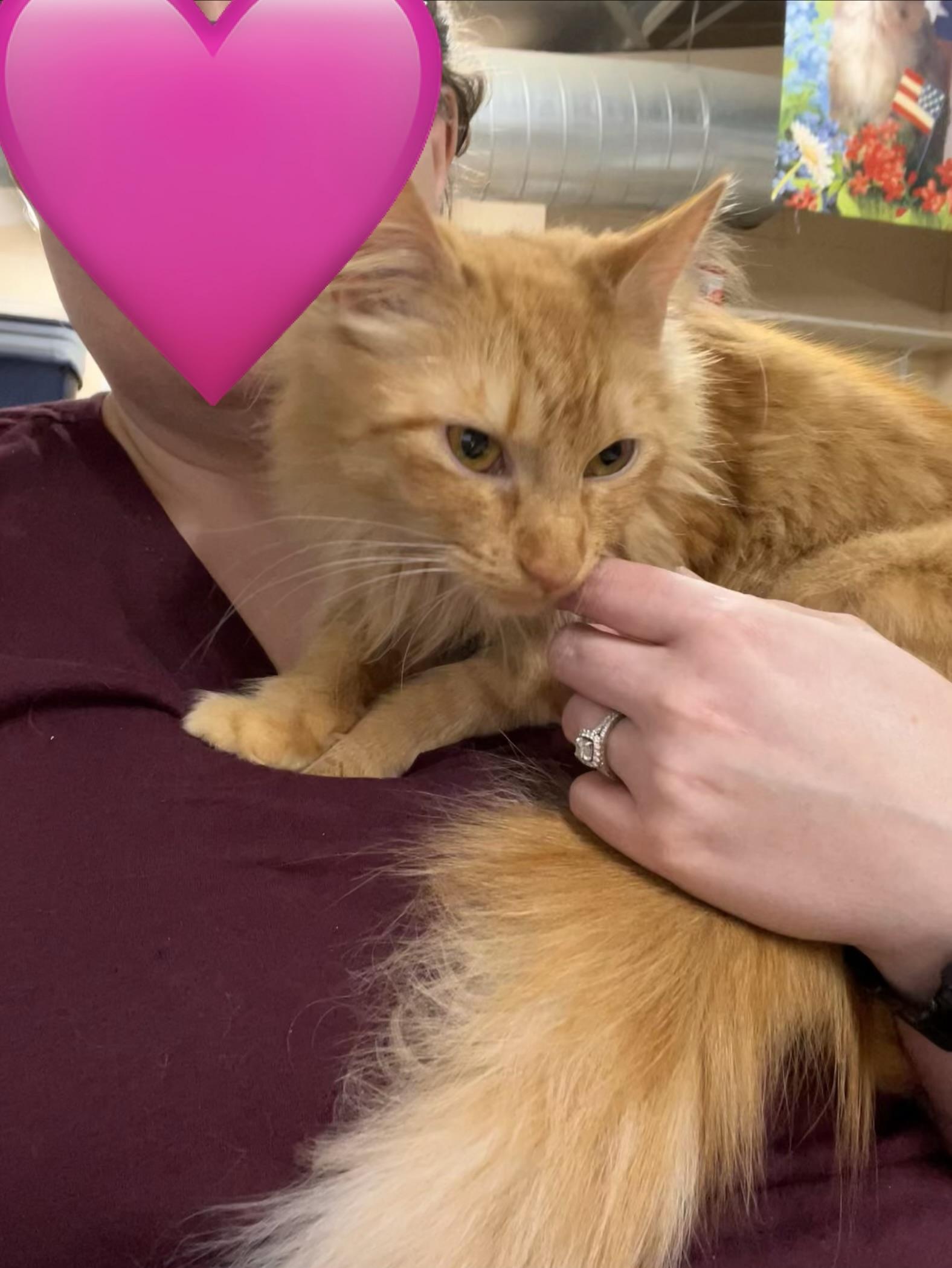 Enlarge Spice, a ADOPTABLE Domestic Medium Hair in Sherwood, OR image 2/6