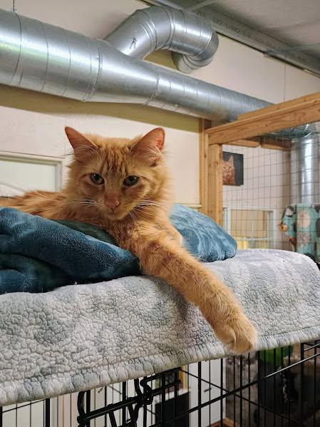 Spice, a ADOPTABLE Domestic Medium Hair in Sherwood, OR image 3/3