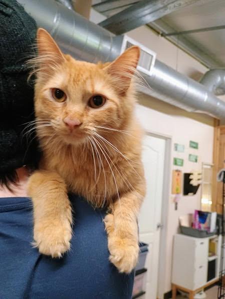 Spice, ADOPTABLE, Young Female Domestic Medium Hair.