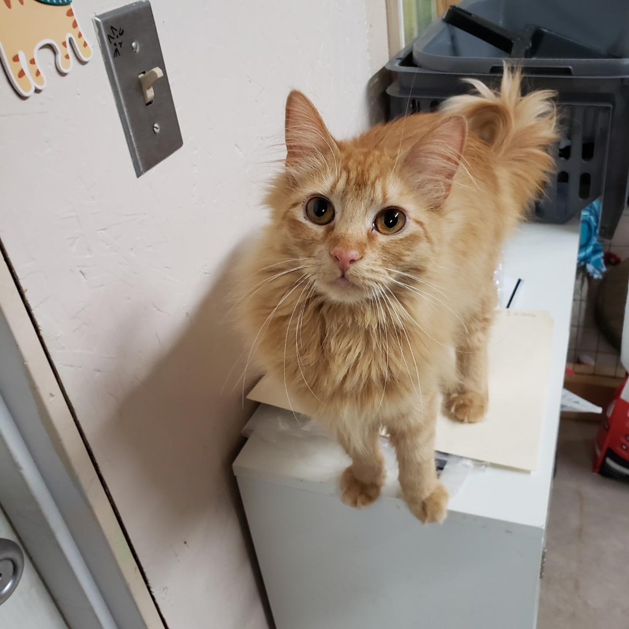 Spice, a ADOPTABLE Domestic Medium Hair in Sherwood, OR image 2/3