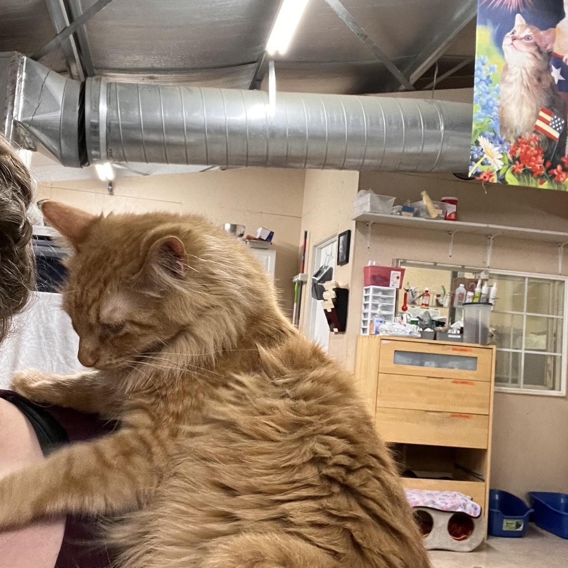 Enlarge Spice, a ADOPTABLE Domestic Medium Hair in Sherwood, OR image 6/6
