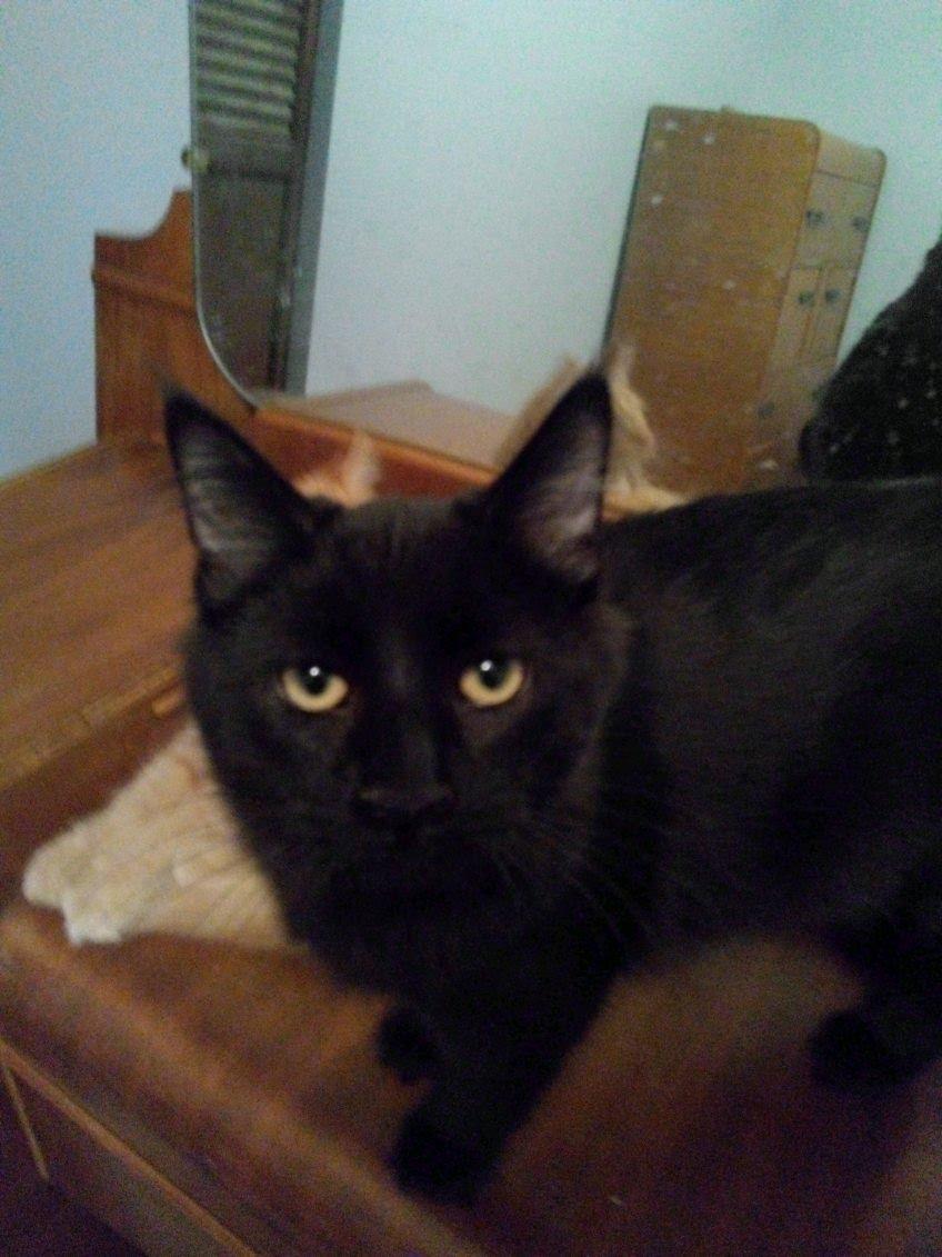 Asher, Adoptable, Young Male Domestic Medium Hair.