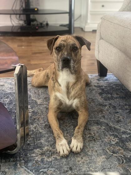 Harley, Adoptable, Adult Female Mixed Breed & Retriever.