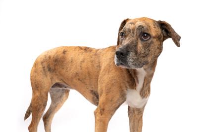Harley, a Adoptable mixed breed in Fort Worth, TX image 2/3