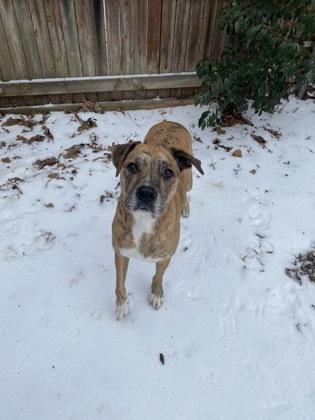 Harley, a Adoptable mixed breed in Fort Worth, TX image 3/3
