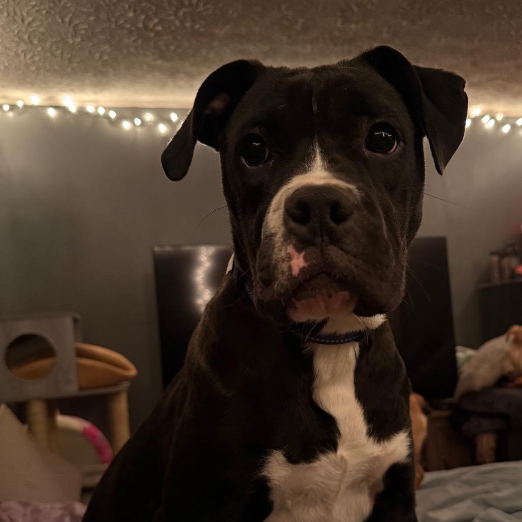 Enlarge Beetle, a Adoptable mixed breed in Aberdeen, NC image 1/4