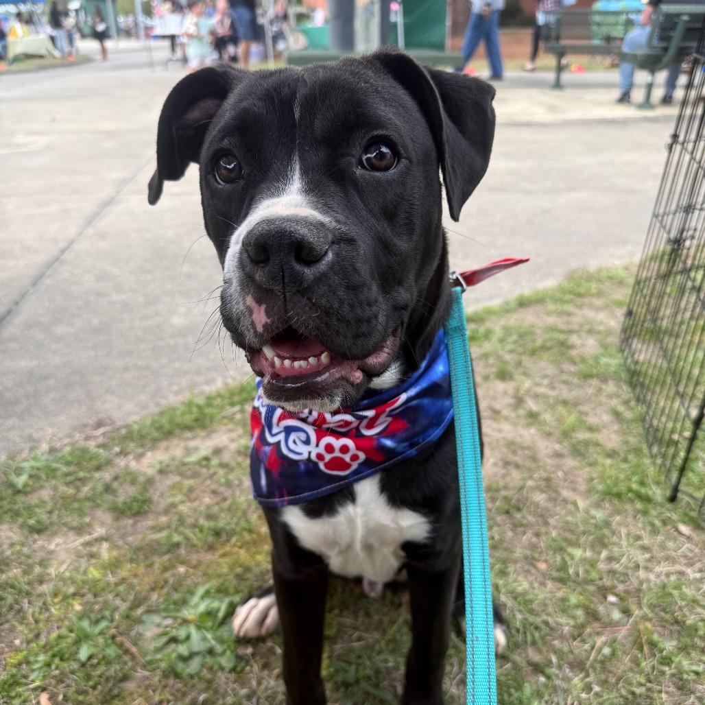 Enlarge Beetle, a Adoptable mixed breed in Aberdeen, NC image 2/4