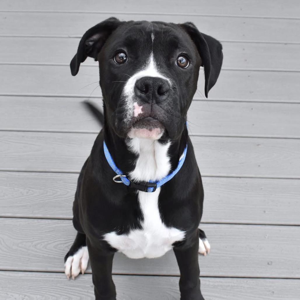 Enlarge Beetle, a Adoptable mixed breed in Aberdeen, NC image 3/4