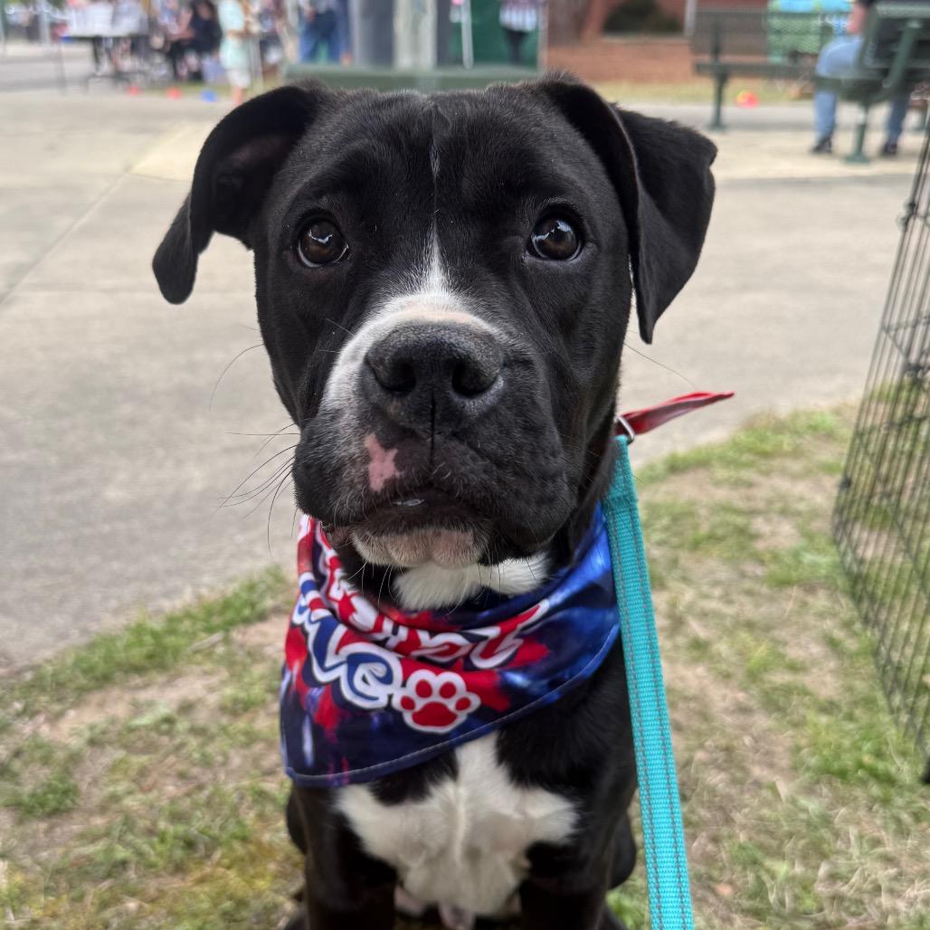 Enlarge Beetle, a Adoptable mixed breed in Aberdeen, NC image 4/4