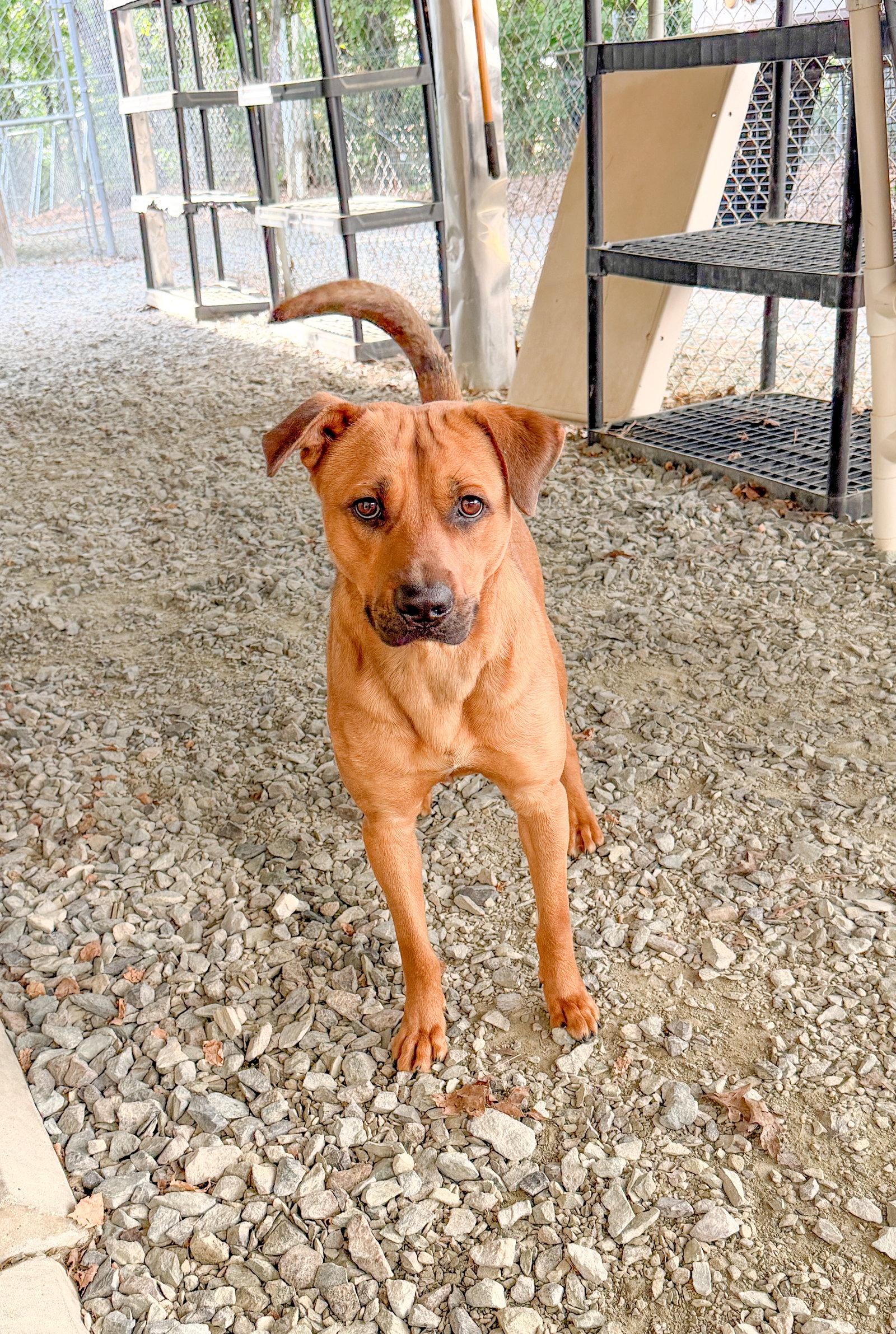 Bubba, Adoptable, Adult Male Shepherd.