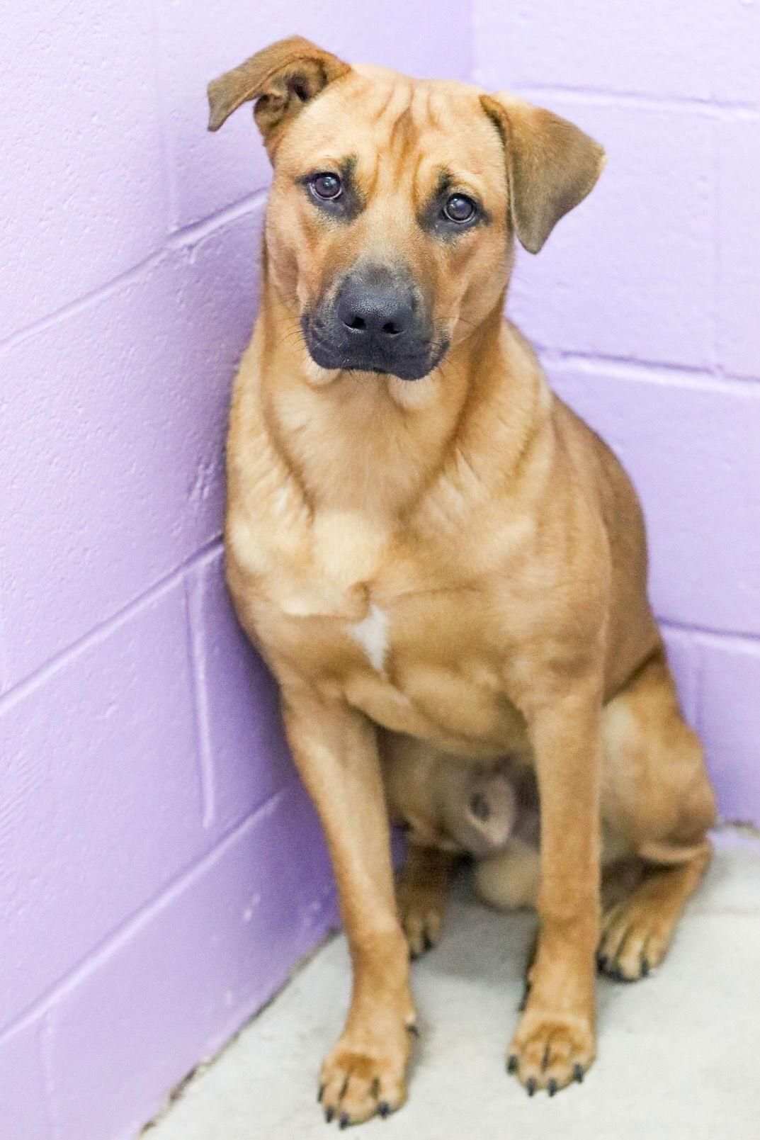 Enlarge Bubba, a Adoptable Shepherd in Sanford, NC image 1/3