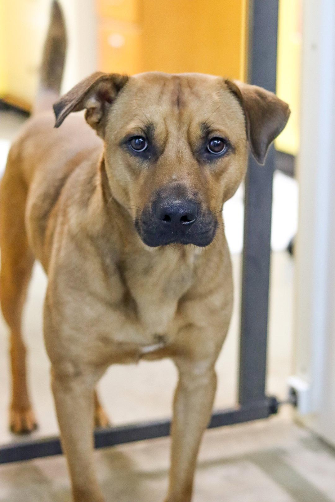 Bubba, a Adoptable Shepherd in Sanford, NC image 2/3