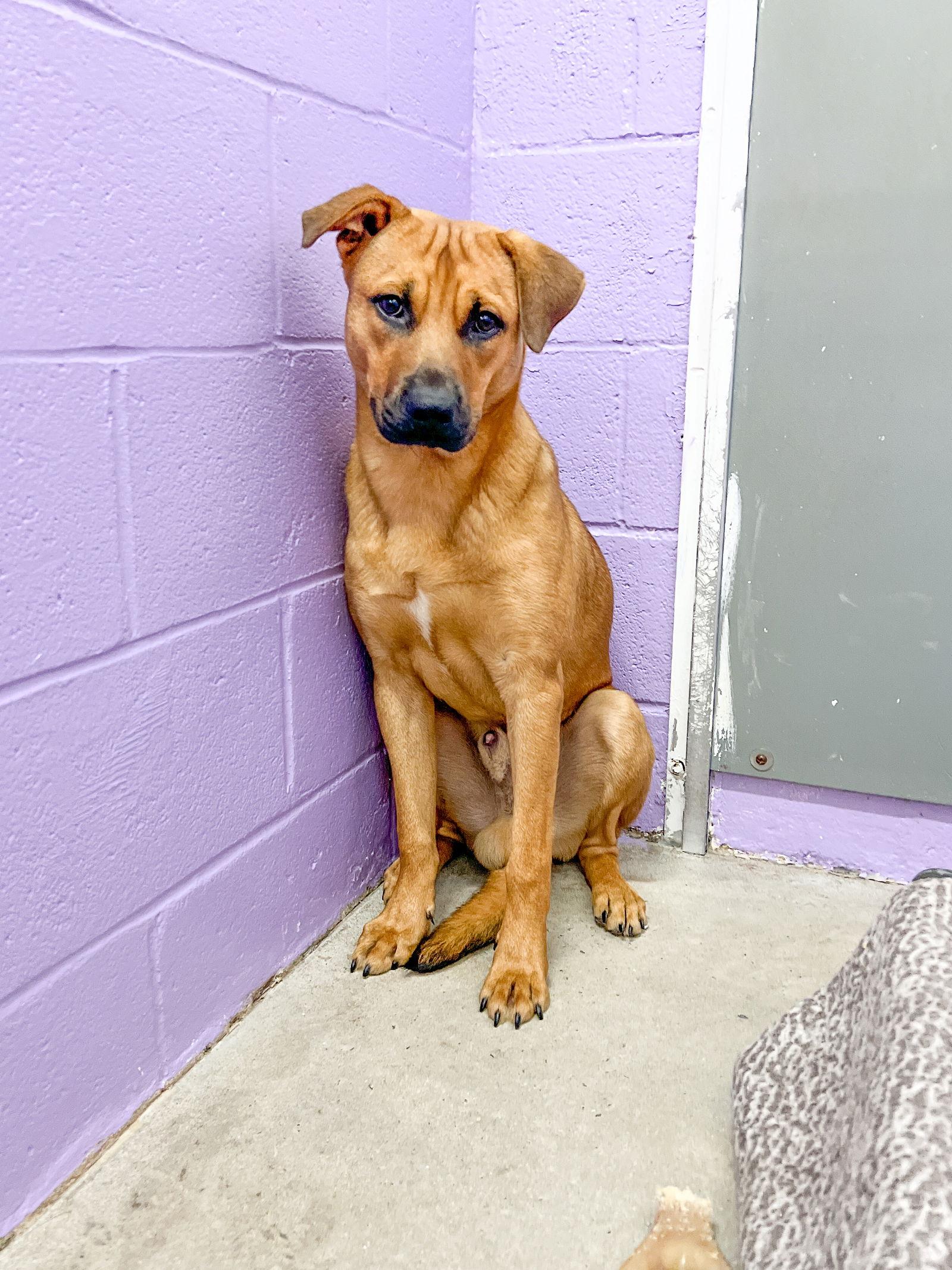 Enlarge Bubba, a Adoptable Shepherd in Sanford, NC image 2/3