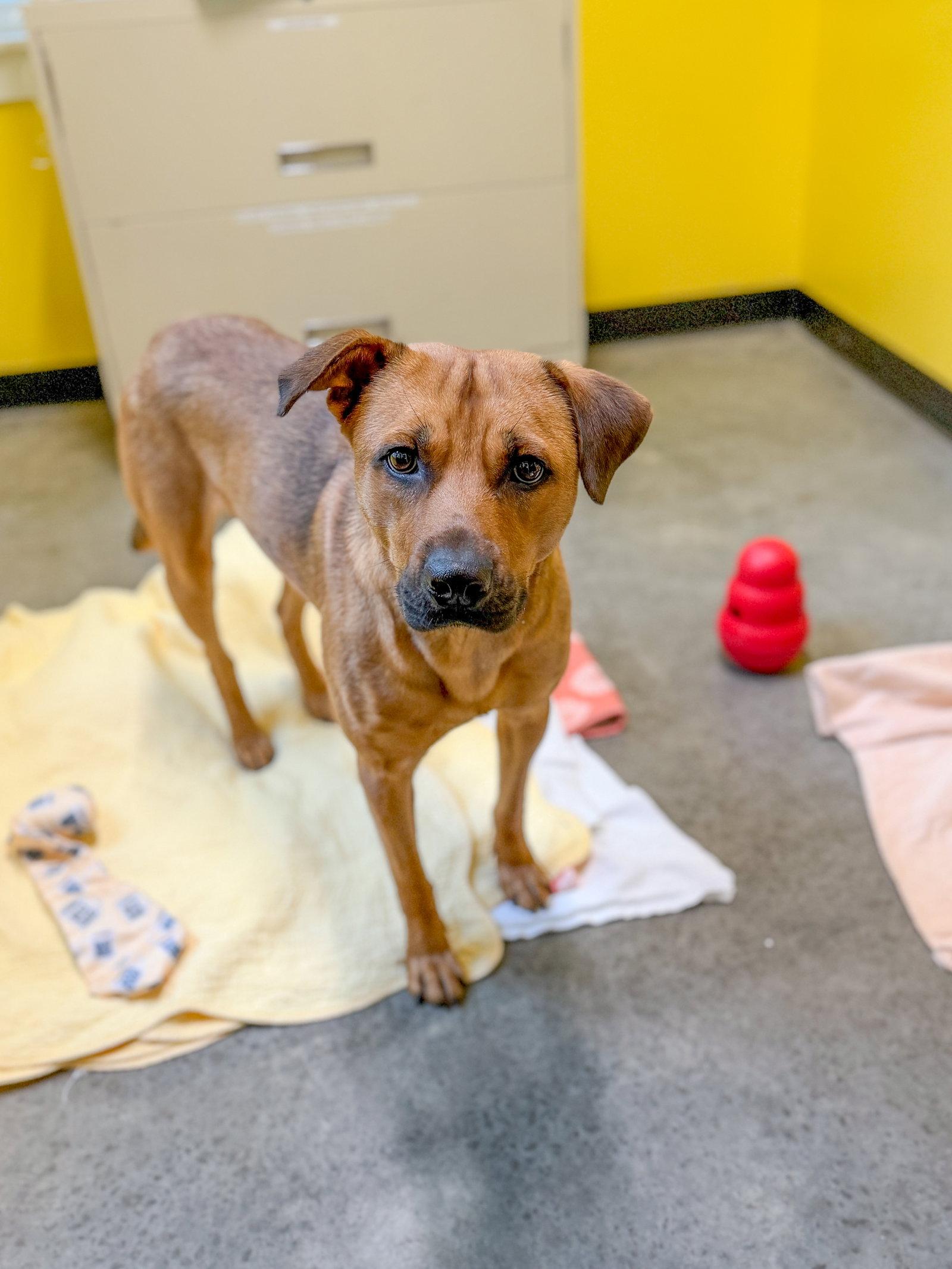Bubba, a Adoptable Shepherd in Sanford, NC image 3/3