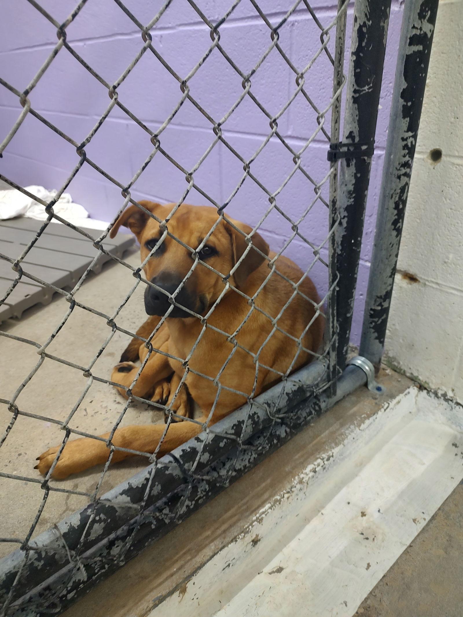 Enlarge Bubba, a Adoptable Shepherd in Sanford, NC image 3/3