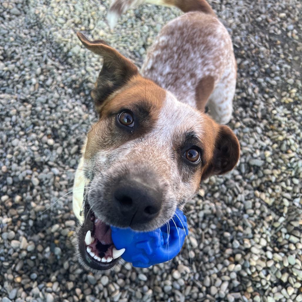 Enlarge Steve Irwin (Buddy Rocky Carver), a Adoptable Cattle Dog in Waynesville, NC image 2/6