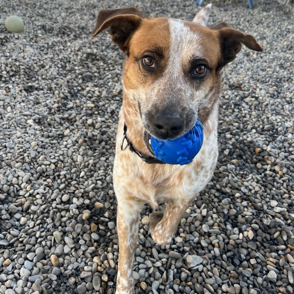 Enlarge Steve Irwin (Buddy Rocky Carver), a Adoptable Cattle Dog in Waynesville, NC image 3/6