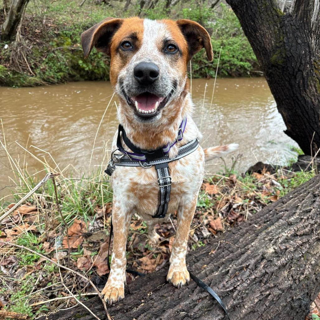 Enlarge Steve Irwin (Buddy Rocky Carver), a Adoptable Cattle Dog in Waynesville, NC image 4/6