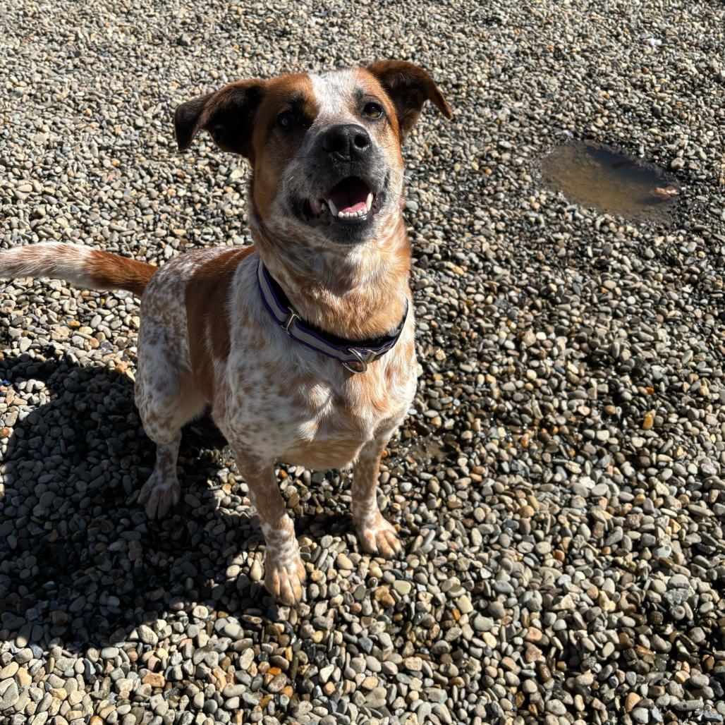 Enlarge Steve Irwin (Buddy Rocky Carver), a Adoptable Cattle Dog in Waynesville, NC image 5/6