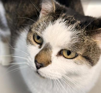 Suza, a Adoptable mixed breed in Largo, FL image 1/2