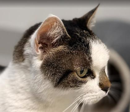 Suza, a Adoptable mixed breed in Largo, FL image 2/2