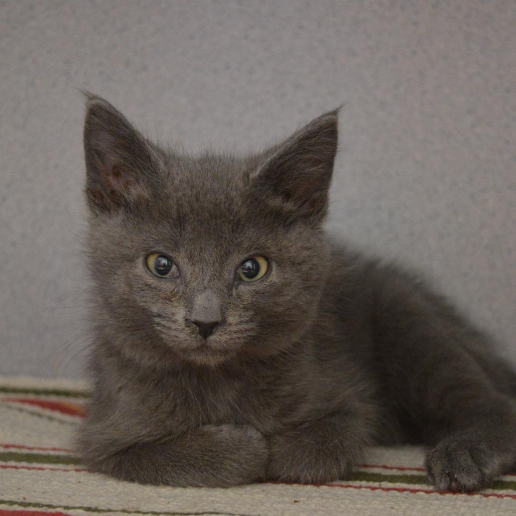 Enlarge Warrior, a Adoptable Domestic Short Hair in North Battleford, SK image 1/1