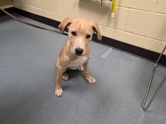 Enlarge ASPEN, a Adoptable Labrador Retriever in Denver, CO image 1/1