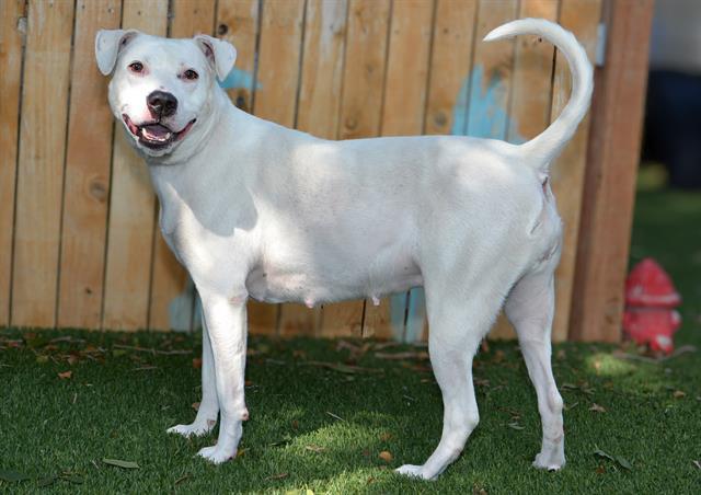 PRIYA, Adoptable, Adult Female Pit Bull Terrier & Mixed Breed.