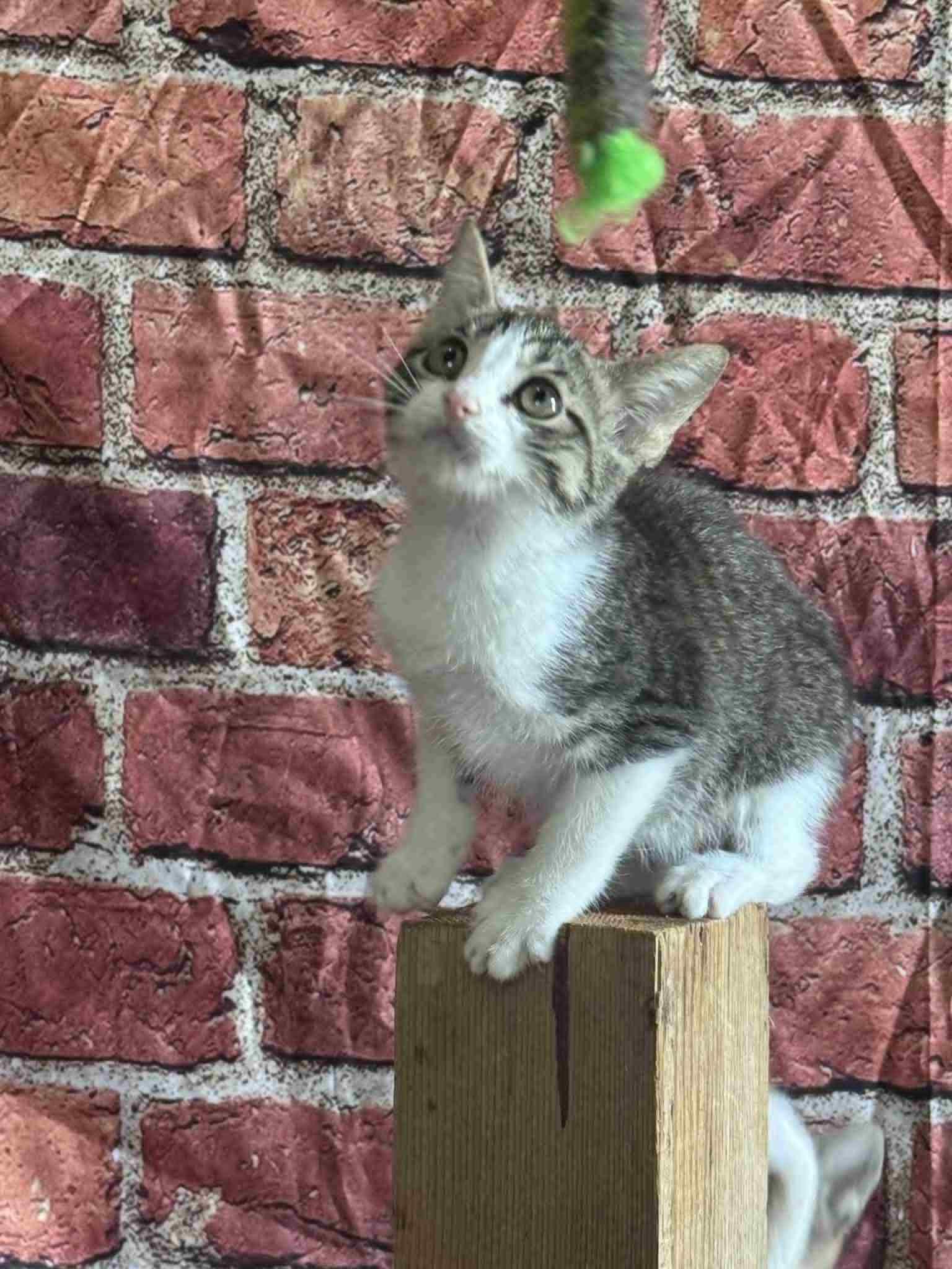 Cinnamon, a Adoptable Domestic Short Hair in Mansfield, TX image 1/3