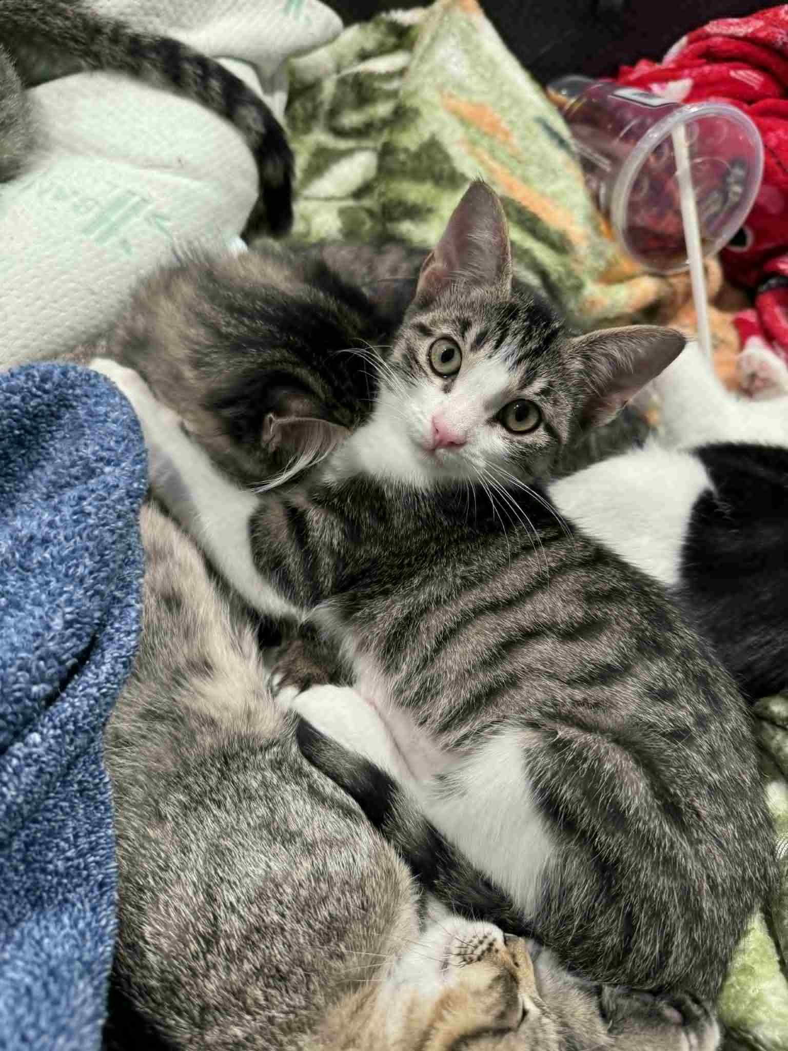 Cinnamon, a Adoptable Domestic Short Hair in Mansfield, TX image 2/3