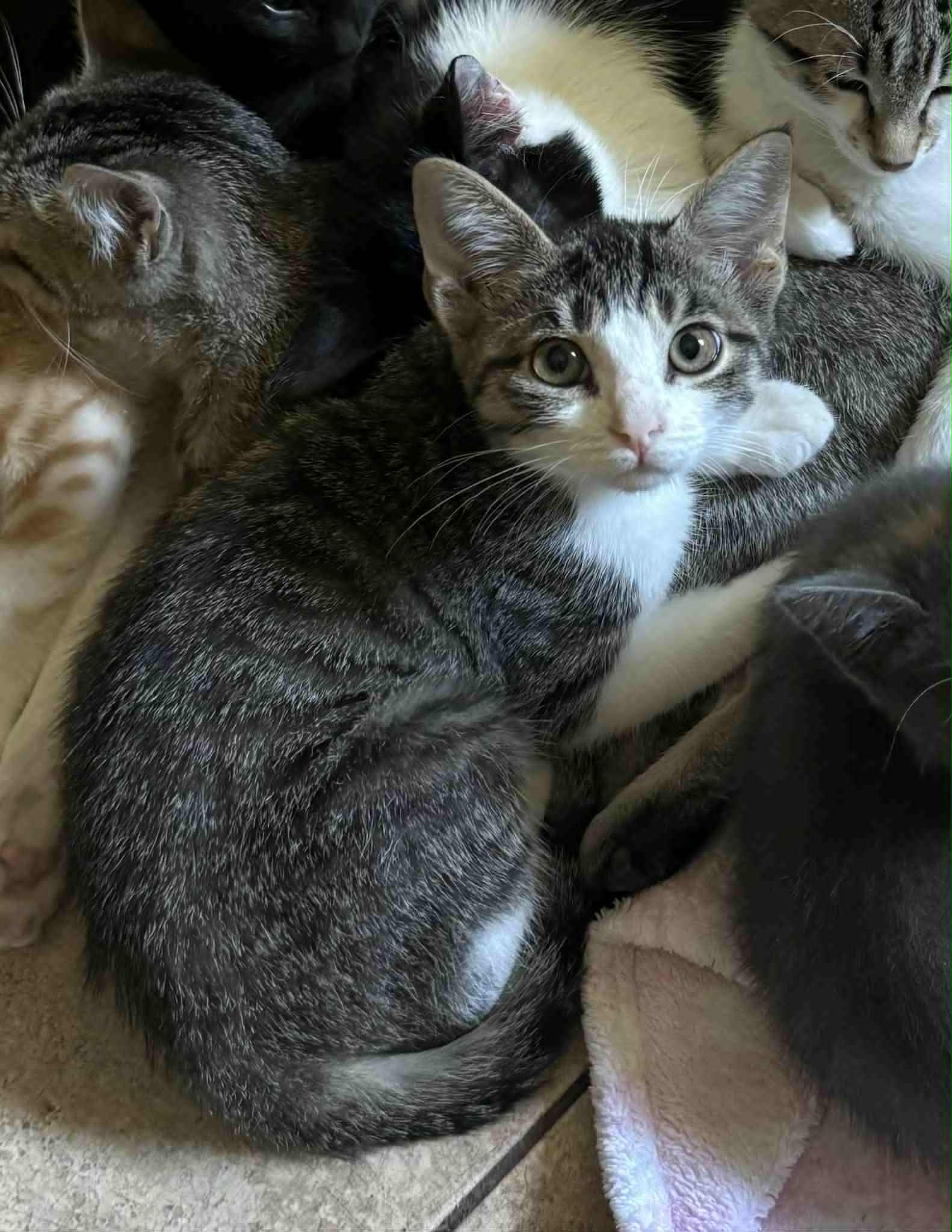 Cinnamon, a Adoptable Domestic Short Hair in Mansfield, TX image 3/3