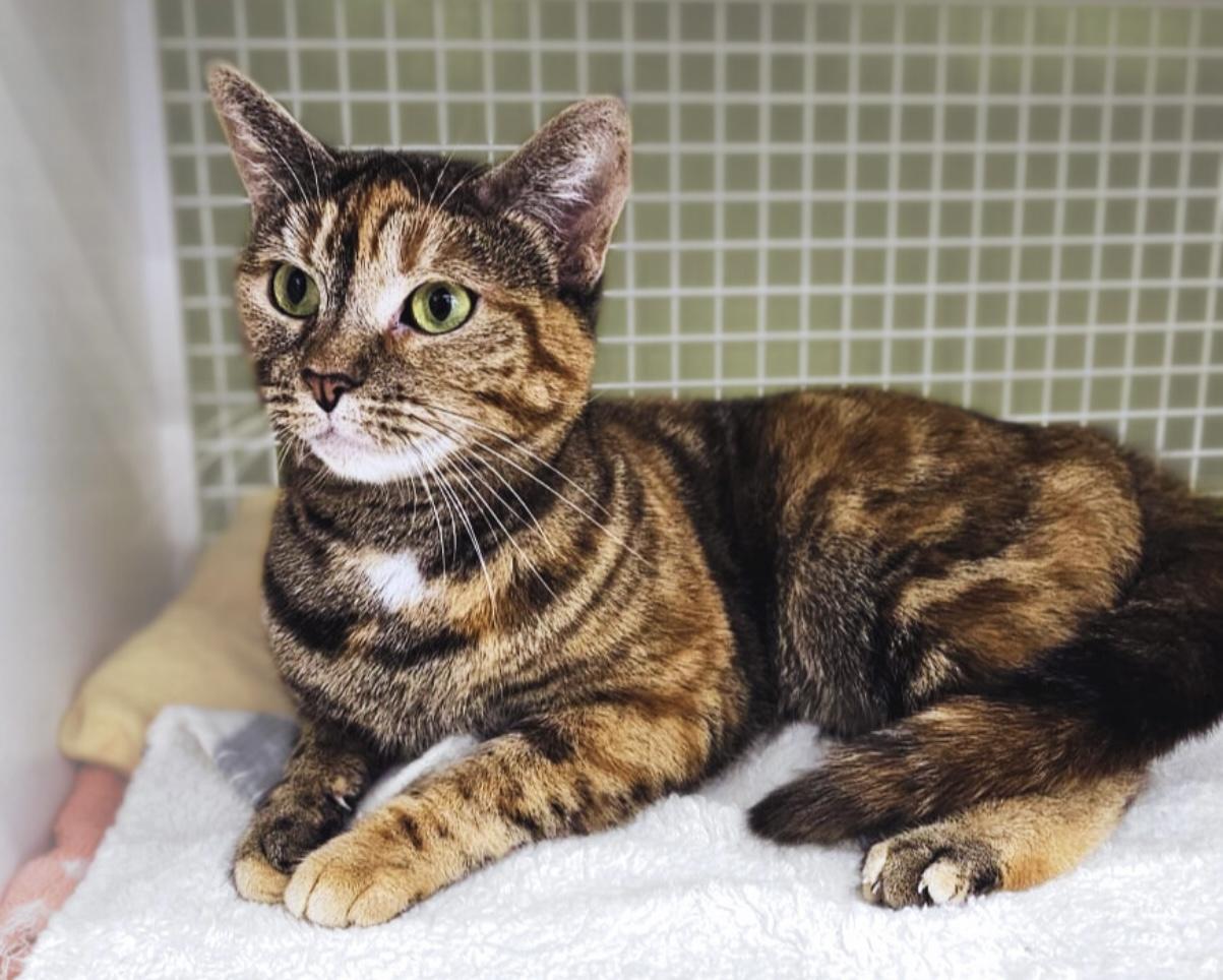 Lucy, Young Female Domestic Short Hair