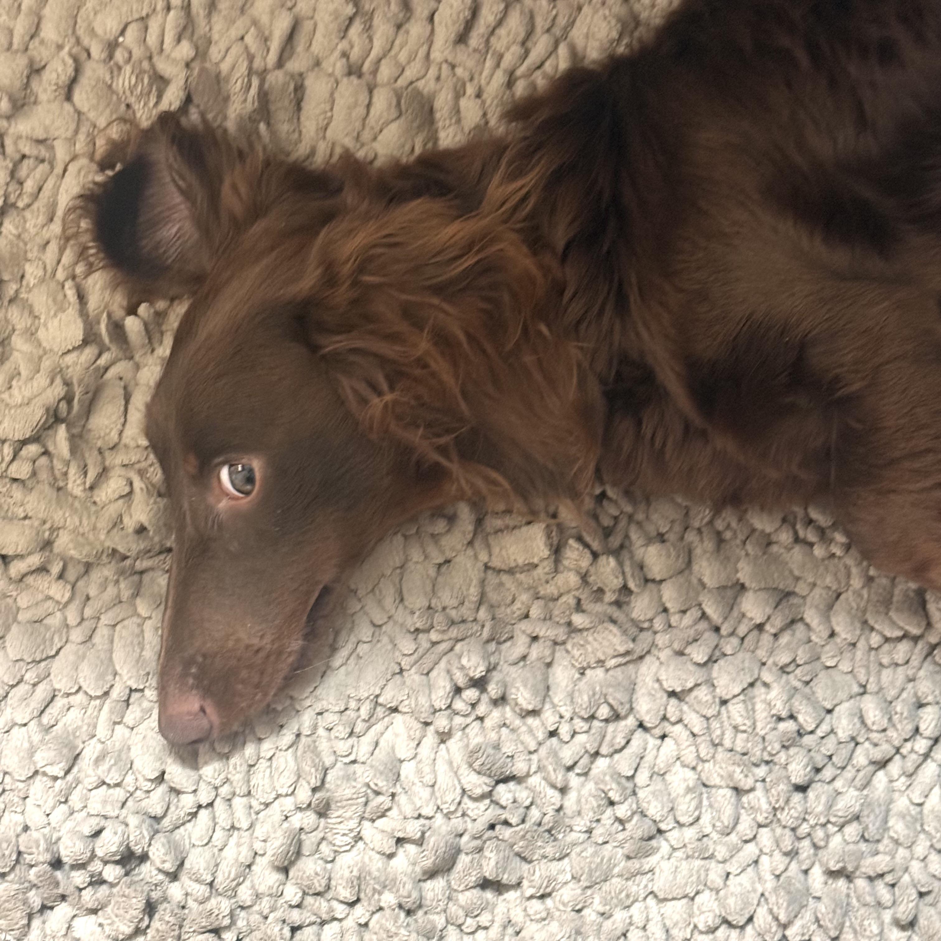 Scout, an adopted Dachshund (Miniature Long Haired) in Prior Lake, MN image 2/5