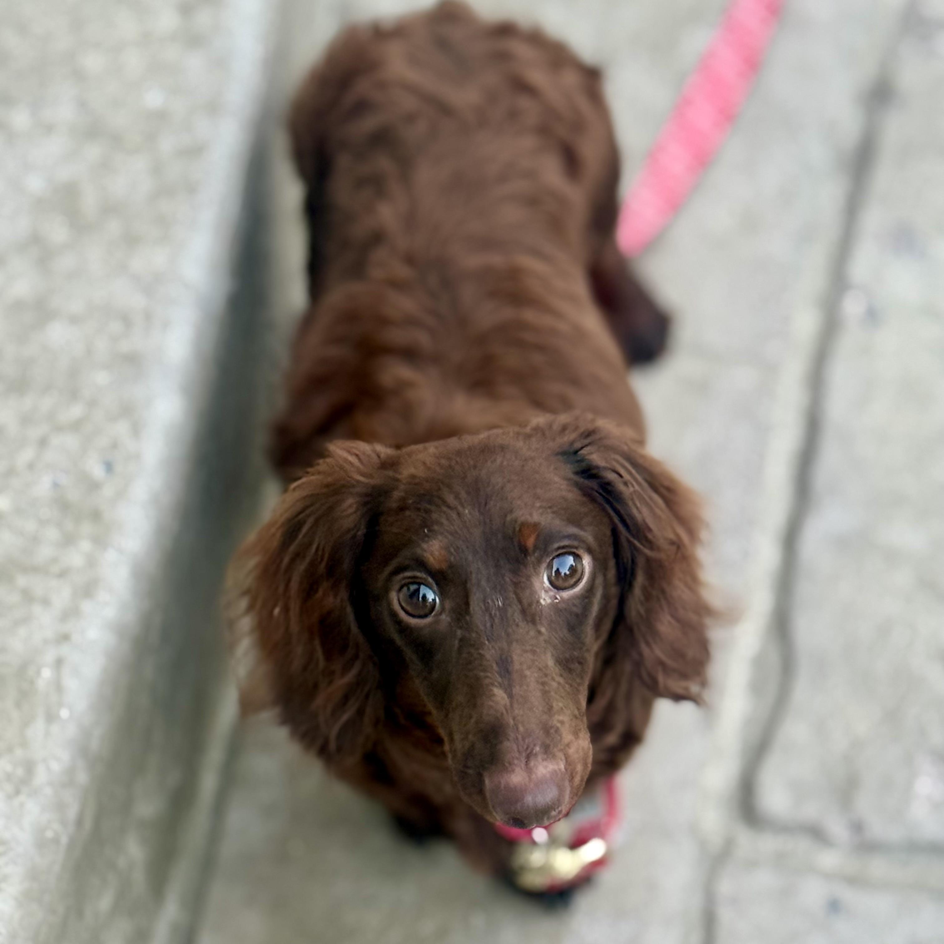 Scout, an adopted Dachshund (Miniature Long Haired) in Prior Lake, MN image 4/5