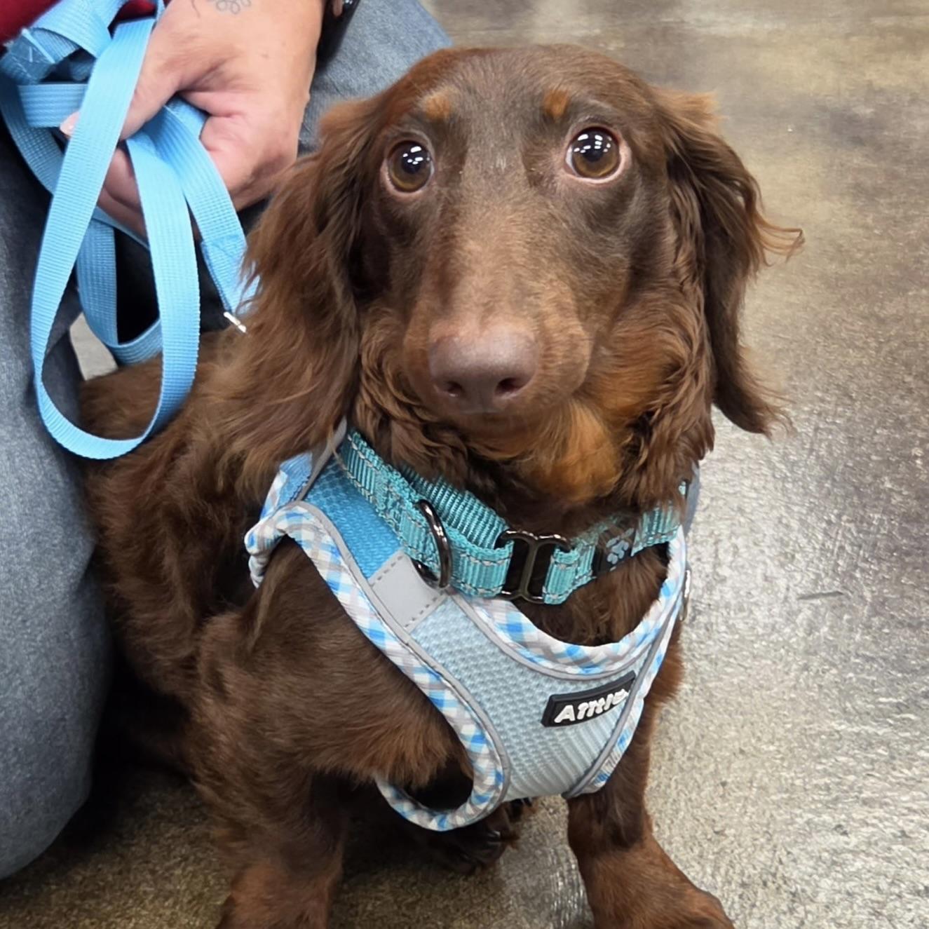 Scout, an adopted Dachshund (Miniature Long Haired) in Prior Lake, MN image 5/5