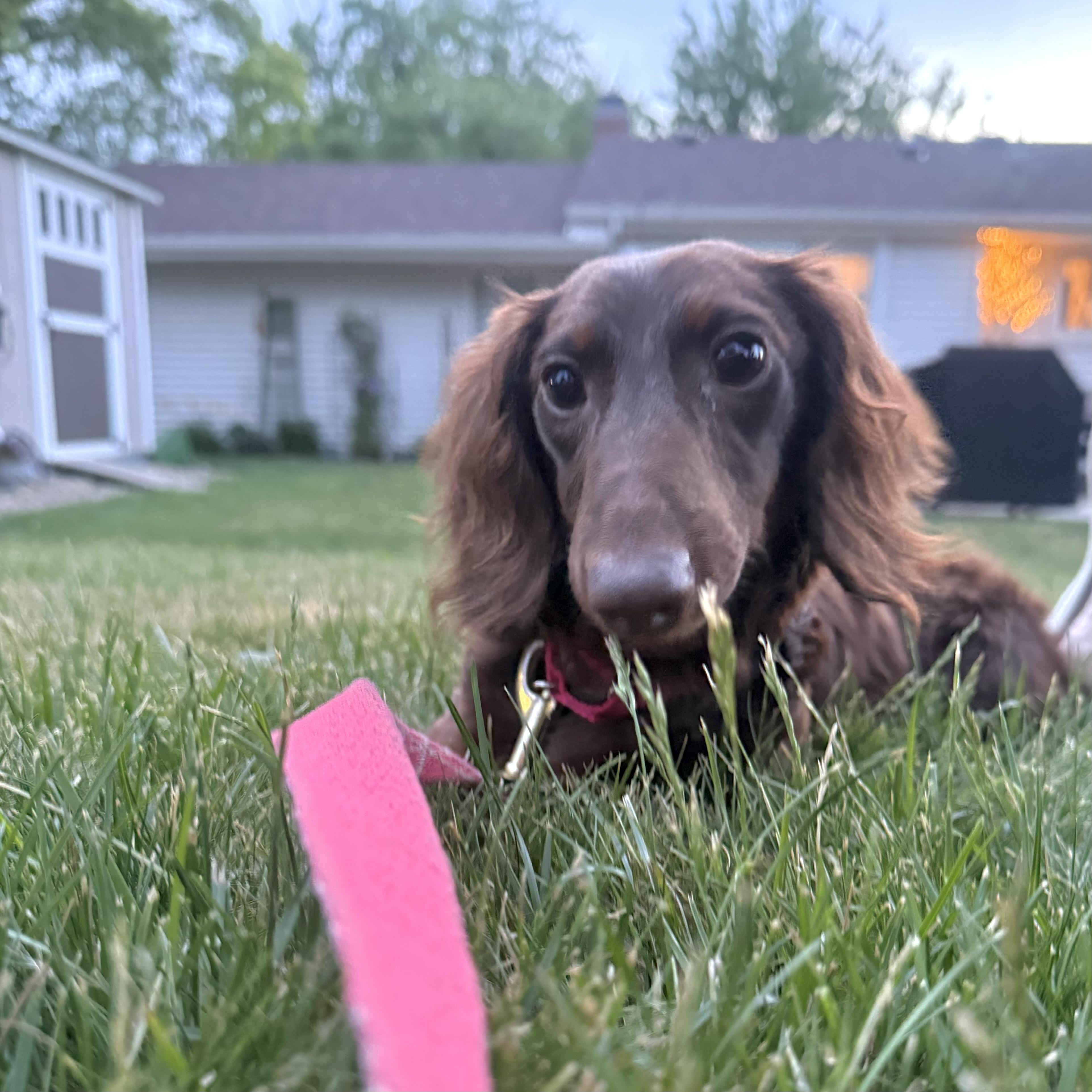 Scout, an adopted Dachshund (Miniature Long Haired) in Prior Lake, MN image 3/5