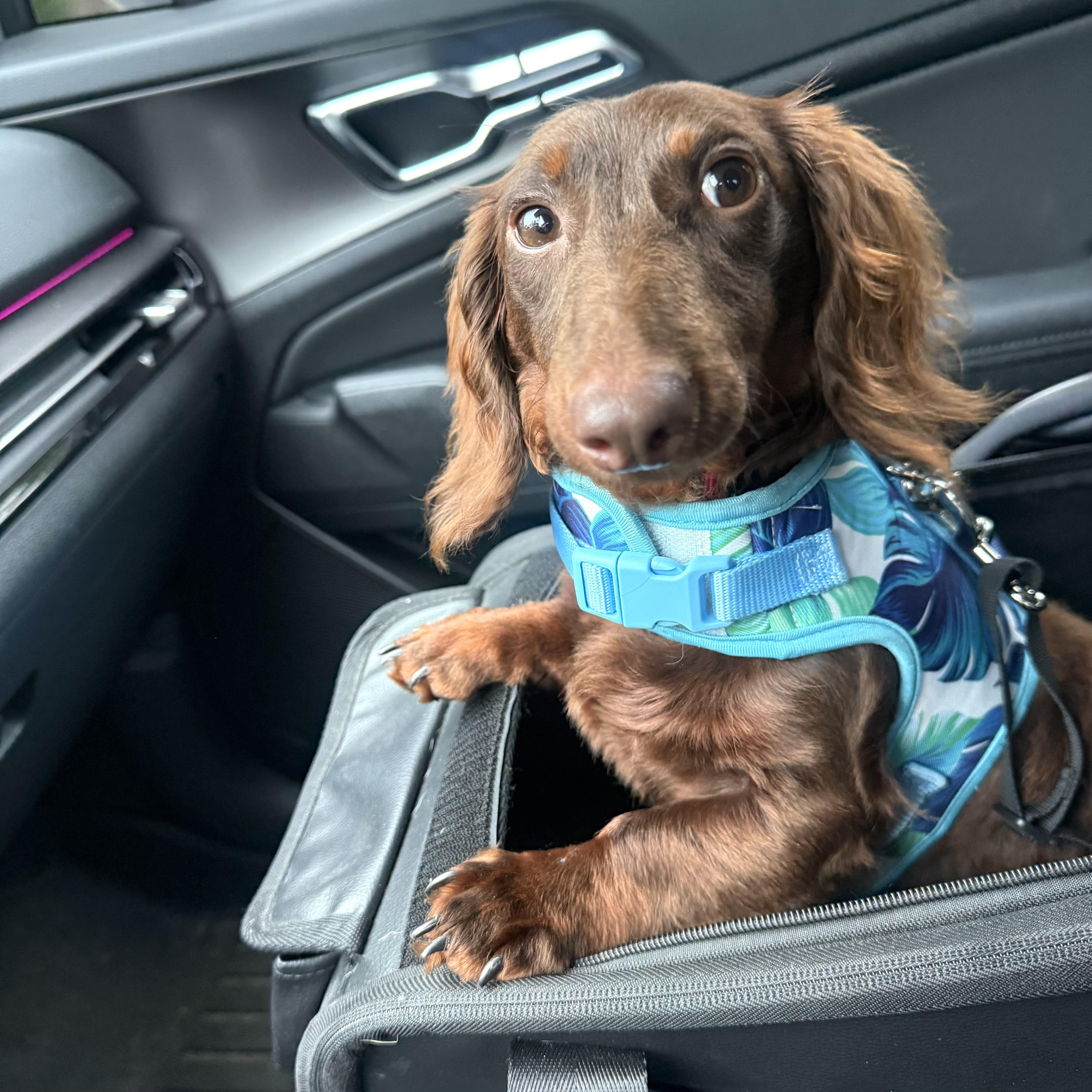 Scout, an adopted Dachshund (Miniature Long Haired) in Prior Lake, MN image 1/5