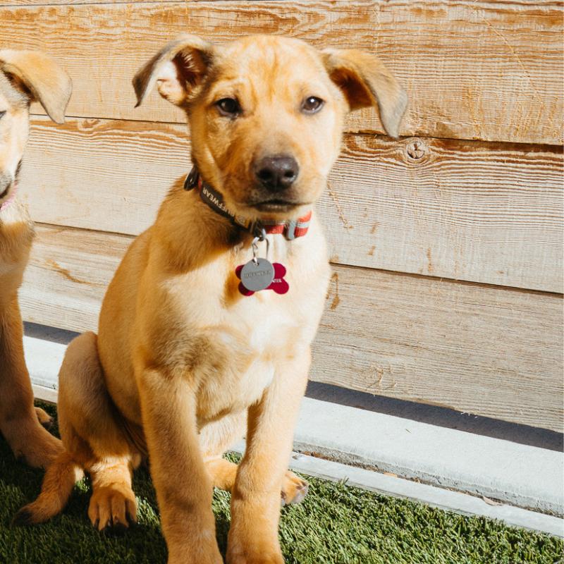 Enlarge Gray, an adopted mixed breed in Jackson, WY image 2/2
