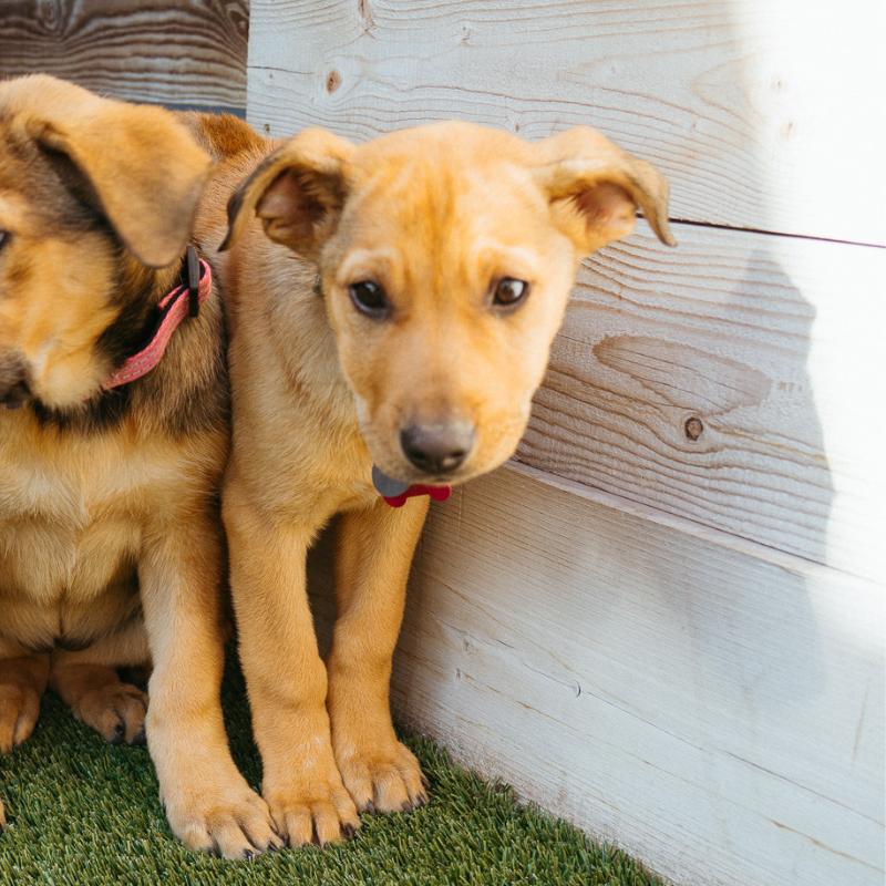 Gray, adopted, Puppy Female Labrador Retriever.