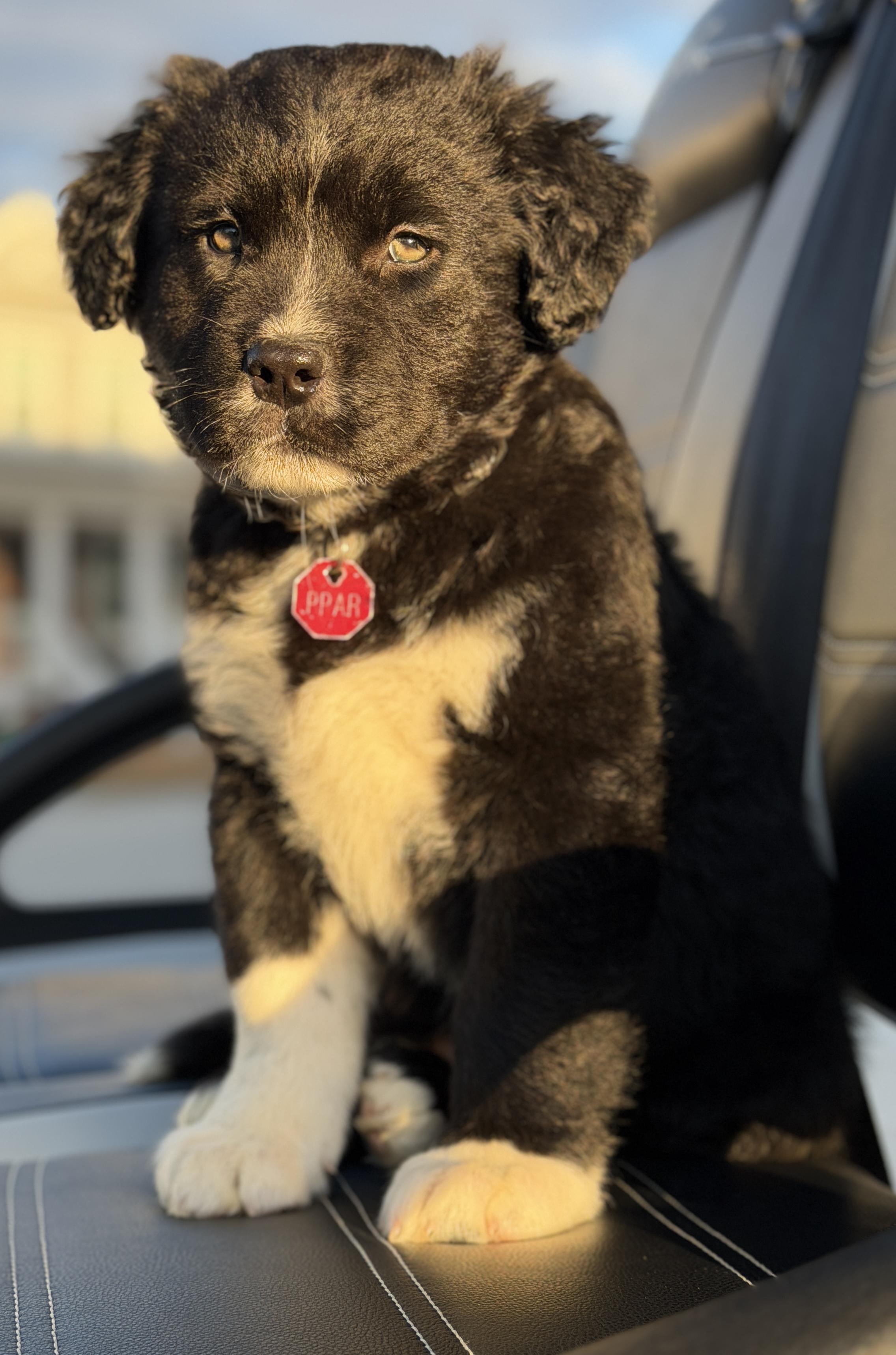 Enlarge Balsam - adoption pending!, a ADOPTABLE Mixed Breed in Mt Pleasant, SC image 2/6