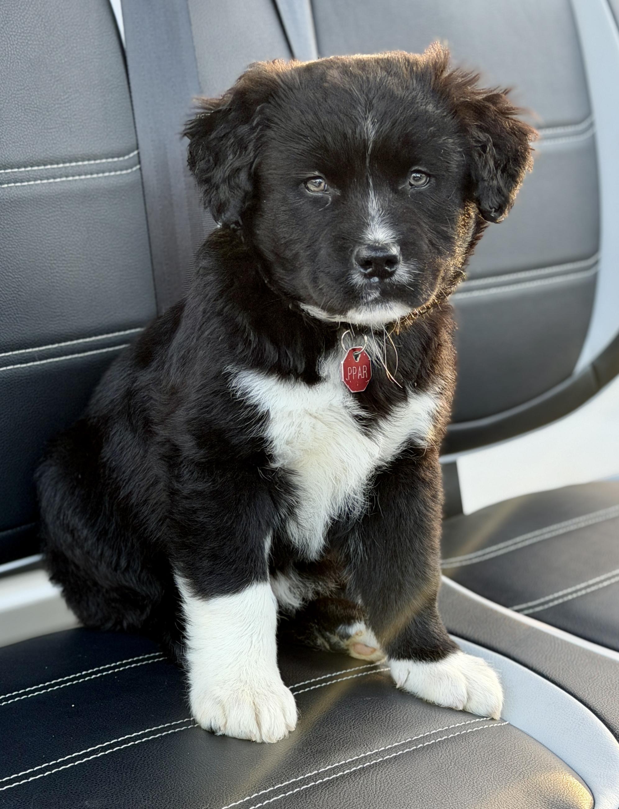 Enlarge Balsam - adoption pending!, a ADOPTABLE Mixed Breed in Mt Pleasant, SC image 1/6