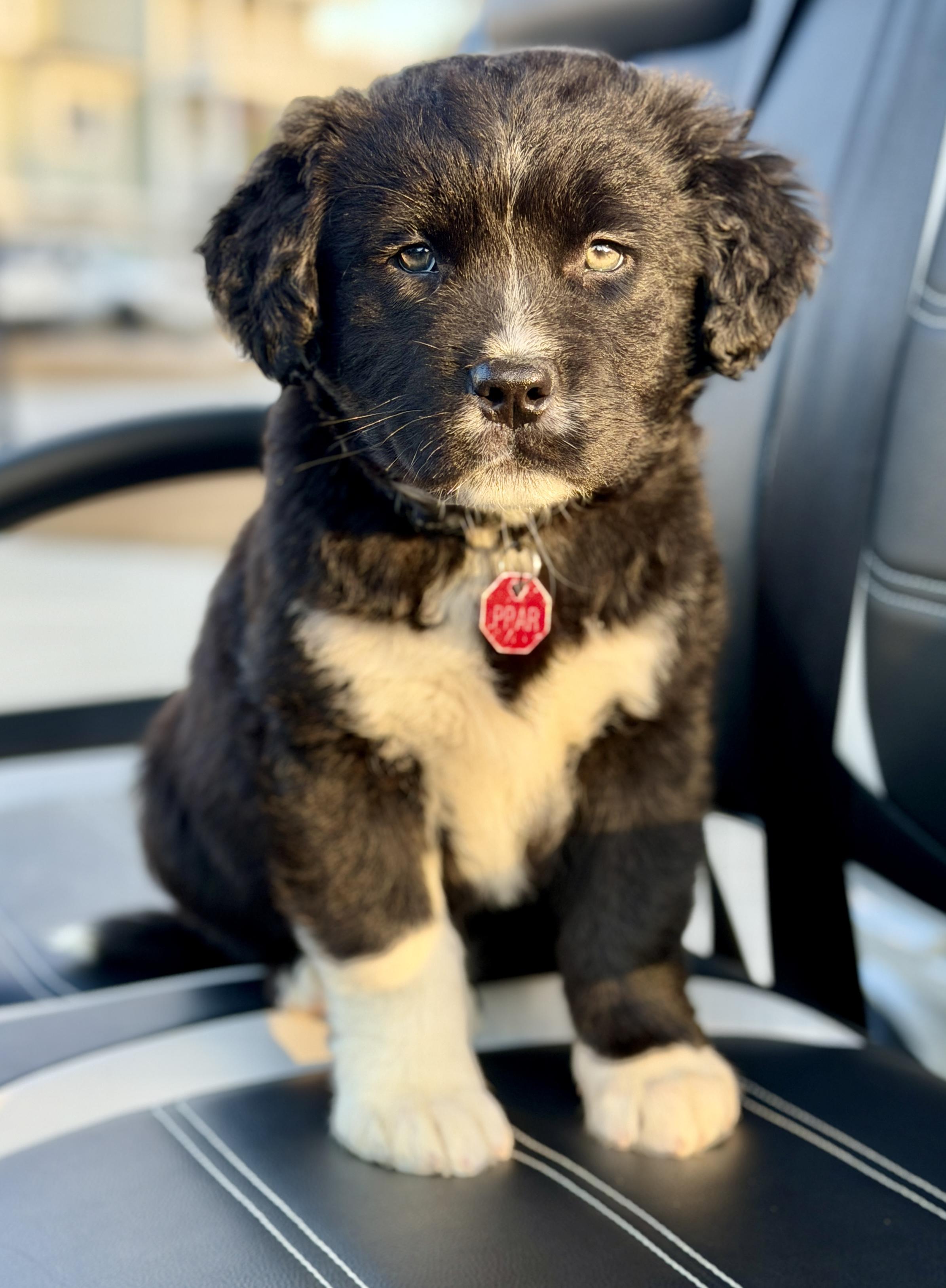 Enlarge Balsam - adoption pending!, a ADOPTABLE Mixed Breed in Mt Pleasant, SC image 6/6