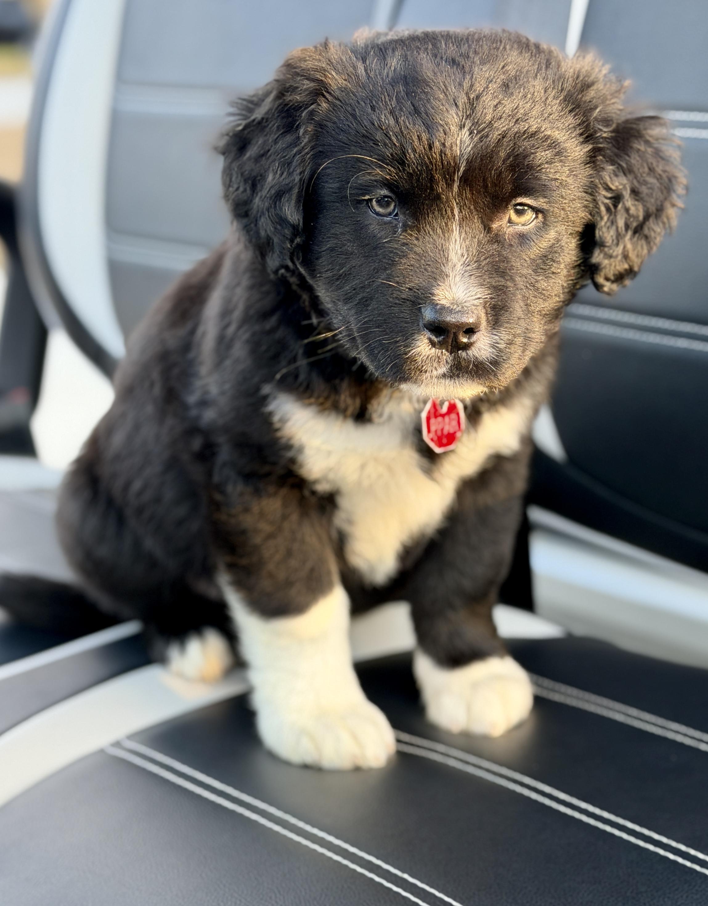 Enlarge Balsam - adoption pending!, a ADOPTABLE Mixed Breed in Mt Pleasant, SC image 3/6