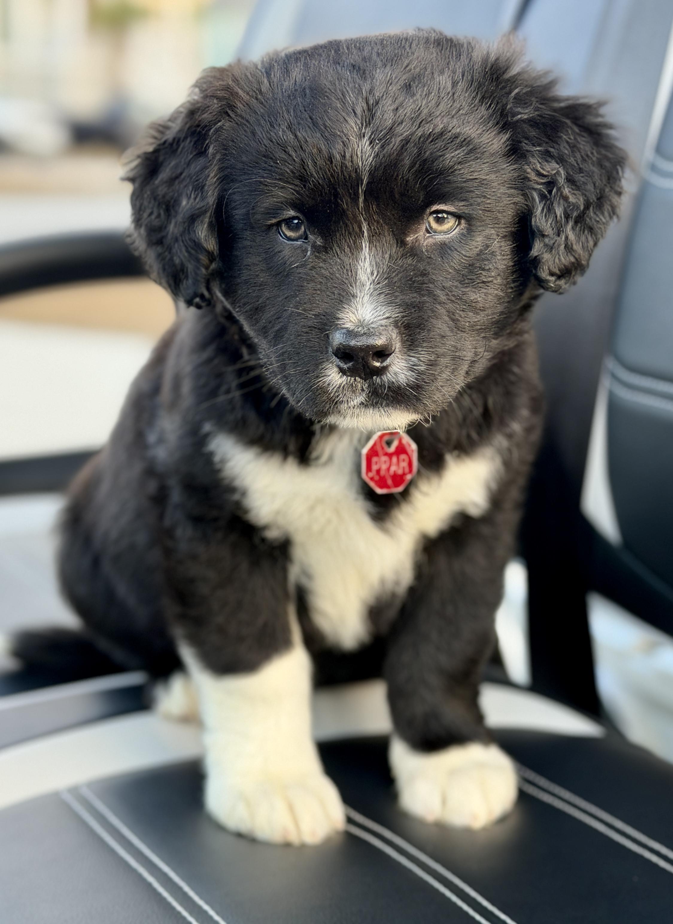 Enlarge Balsam - adoption pending!, a ADOPTABLE Mixed Breed in Mt Pleasant, SC image 5/6