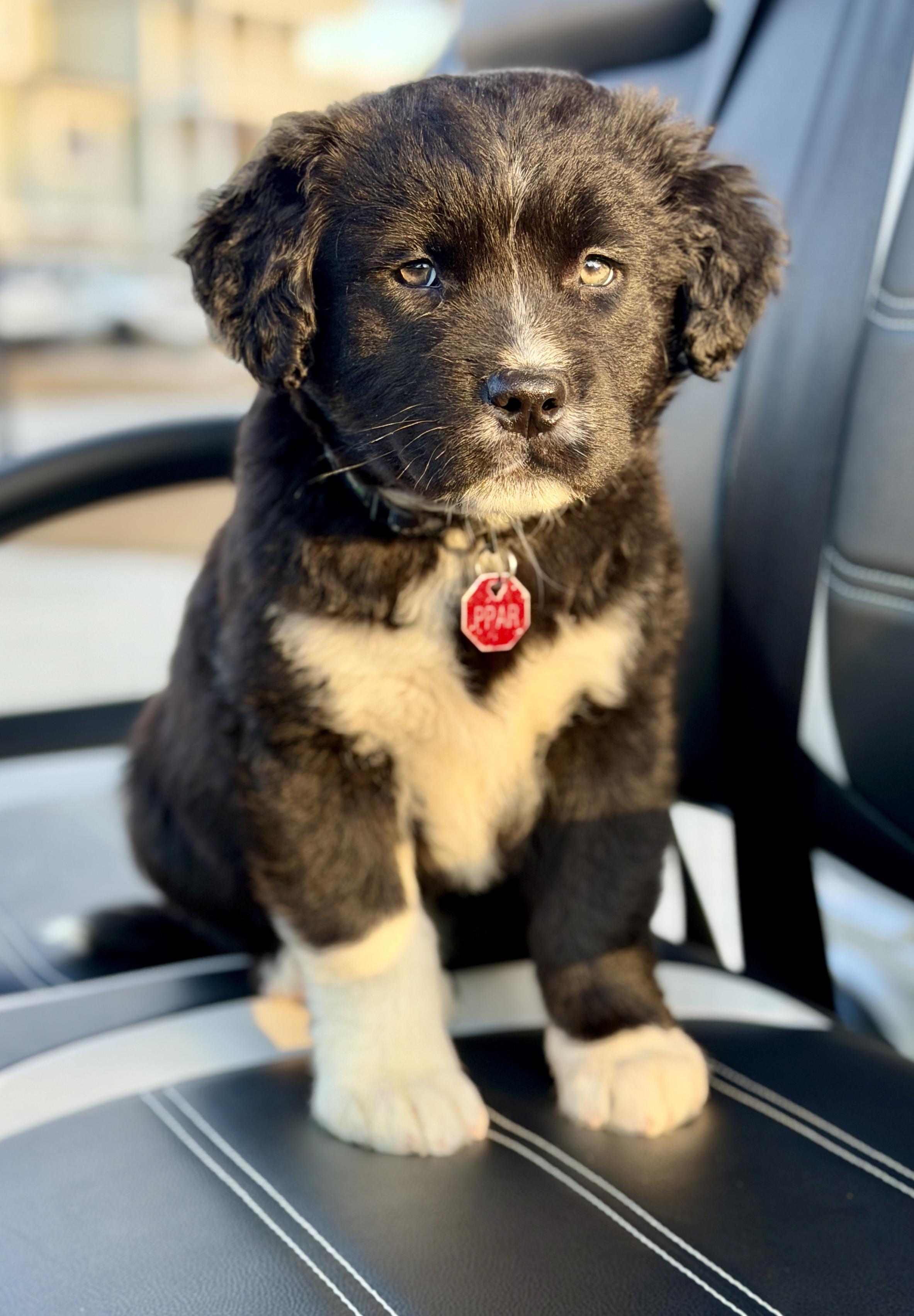 Enlarge Balsam - adoption pending!, a ADOPTABLE Mixed Breed in Mt Pleasant, SC image 4/6