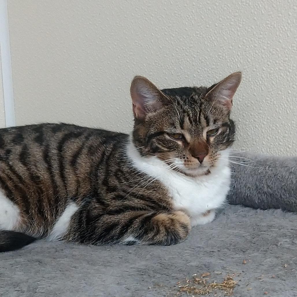 Enlarge Willow, a Adoptable Domestic Short Hair in Blairsville, GA image 1/3